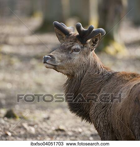 "Red Deer (Cervus elaphus), stag with velvet antlers, captive, Bavaria, Germany, Europe" View Large Photo Image Stock Image - "Red Deer (Cervus elaphus), stag with velvet antlers, captive, Bavaria, Germany, Europe". Fotosearch