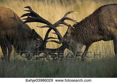"Red Deer (Cervus elaphus), stags fighting, Copenhagen, Denmark, Europe" View Large Photo Image Stock Photo - "Red Deer (Cervus elaphus), stags fighting, Copenhagen, Denmark, Europe". Fotosearch