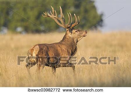 "Red Deer (Cervus elaphus), Klampenborg, Copenhagen, Denmark, Europe" View Large Photo Image Stock Image - "Red Deer (Cervus elaphus), Klampenborg, Copenhagen, Denmark, Europe". Fotosearch