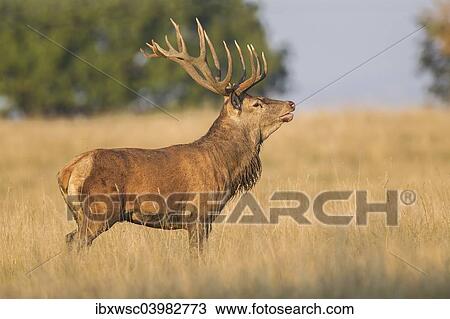 "Red Deer (Cervus elaphus), Klampenborg, Copenhagen, Denmark, Europe" View Large Photo Image Stock Image - "Red Deer (Cervus elaphus), Klampenborg, Copenhagen, Denmark, Europe". Fotosearch