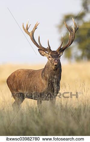"Red Deer (Cervus elaphus), Klampenborg, Copenhagen, Denmark, Europe" View Large Photo Image Stock Image - "Red Deer (Cervus elaphus), Klampenborg, Copenhagen, Denmark, Europe". Fotosearch