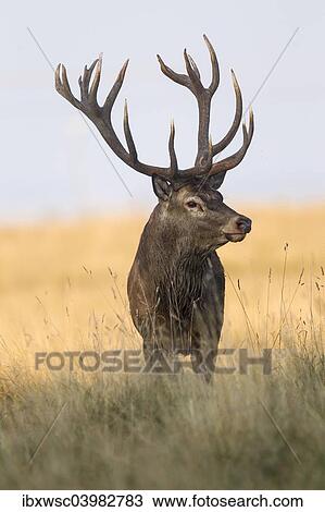 "Red Deer (Cervus elaphus), Klampenborg, Copenhagen, Denmark, Europe" View Large Photo Image Stock Image - "Red Deer (Cervus elaphus), Klampenborg, Copenhagen, Denmark, Europe". Fotosearch