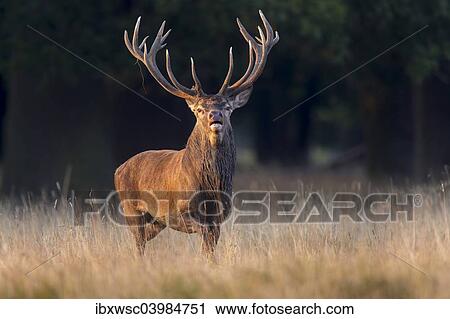 "Red Deer (Cervus elaphus), Klampenborg, Copenhagen, Denmark, Europe" View Large Photo Image Stock Image - "Red Deer (Cervus elaphus), Klampenborg, Copenhagen, Denmark, Europe". Fotosearch