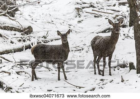 "Red Deer (Cervus elaphus), Vulkaneifel, Rhineland-Palatinate, Germany, Europe" View Large Photo Image Stock Image - "Red Deer (Cervus elaphus), Vulkaneifel, Rhineland-Palatinate, Germany, Europe". Fotosearch