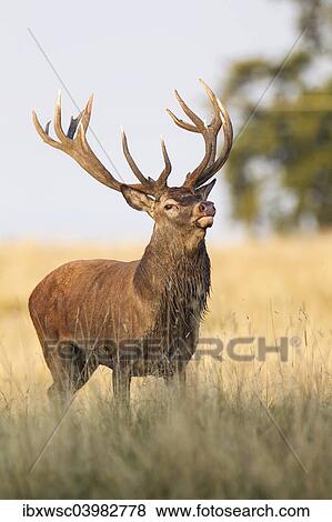 "Red Deer (Cervus elaphus), Klampenborg, Copenhagen, Denmark, Europe" View Large Photo Image Stock Photo - "Red Deer (Cervus elaphus), Klampenborg, Copenhagen, Denmark, Europe". Fotosearch
