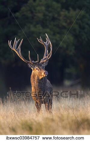 "Red Deer (Cervus elaphus), Klampenborg, Copenhagen, Denmark, Europe" View Large Photo Image Stock Photo - "Red Deer (Cervus elaphus), Klampenborg, Copenhagen, Denmark, Europe". Fotosearch