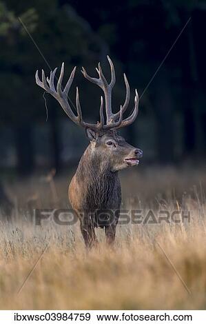"Red Deer (Cervus elaphus), Klampenborg, Copenhagen, Denmark, Europe" View Large Photo Image Stock Photo - "Red Deer (Cervus elaphus), Klampenborg, Copenhagen, Denmark, Europe". Fotosearch