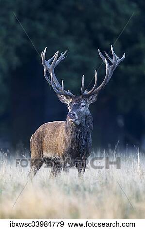 "Red Deer (Cervus elaphus), Klampenborg, Copenhagen, Denmark, Europe" View Large Photo Image Stock Photo - "Red Deer (Cervus elaphus), Klampenborg, Copenhagen, Denmark, Europe". Fotosearch