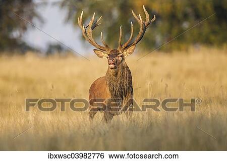 "Red Deer (Cervus elaphus), Klampenborg, Copenhagen, Denmark, Europe" View Large Photo Image Stock Photograph - "Red Deer (Cervus elaphus), Klampenborg, Copenhagen, Denmark, Europe". Fotosearch