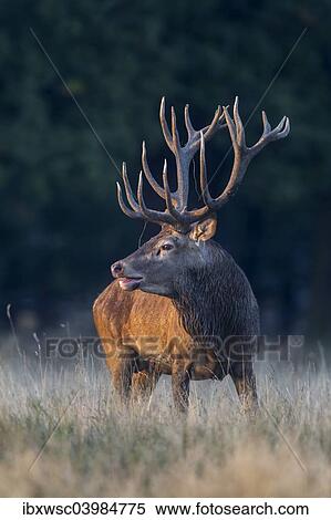 "Red Deer (Cervus elaphus), Klampenborg, Copenhagen, Denmark, Europe" View Large Photo Image Stock Photography - "Red Deer (Cervus elaphus), Klampenborg, Copenhagen, Denmark, Europe". Fotosearch