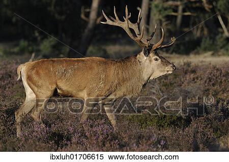 Stock Photography - "Red deer (Cervus elaphus), top dog, rutting season in the Hoge Veluwe National Park, Hoenderloo, Netherlands, Europe". Fotosearch