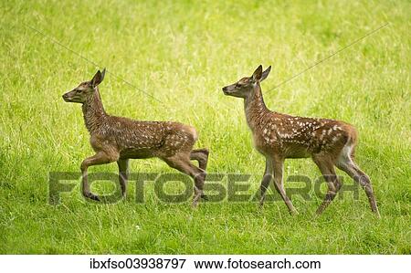 "Red Deer (Cervus elaphus), two fawns in a meadow, captive, Bavaria, Germany, Europe" View Large Photo Image Stock Photo - "Red Deer (Cervus elaphus), two fawns in a meadow, captive, Bavaria, Germany, Europe". Fotosearch