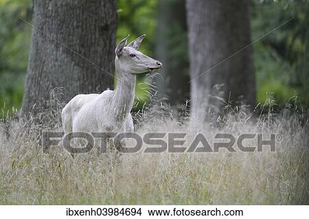 "Red Deer (Cervus elaphus), white, Denmark, Europe" View Large Photo Image Picture - "Red Deer (Cervus elaphus), white, Denmark, Europe". Fotosearch