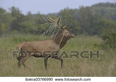 "Red Deer (Cervus elaphus) with reed grass in its antlers, Lower Austria, Austria, Europe" View Large Photo Image Stock Image - "Red Deer (Cervus elaphus) with reed grass in its antlers, Lower Austria, Austria, Europe". Fotosearch