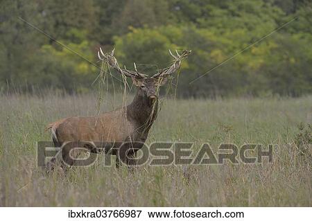 Stock Photo - "Red Deer (Cervus elaphus) with reed grass in its antlers, Lower Austria, Austria, Europe". Fotosearch