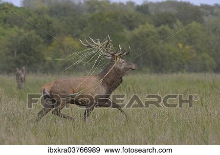 "Red Deer (Cervus elaphus) with reed grass in its antlers, Lower Austria, Austria, Europe" View Large Photo Image Stock Photo - "Red Deer (Cervus elaphus) with reed grass in its antlers, Lower Austria, Austria, Europe". Fotosearch