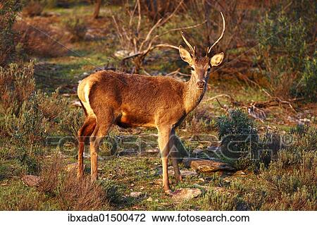 "Red Deer (Cervus elaphus) with different horns, National Park Monfrague, Spain, Europe" View Large Photo Image Stock Image - "Red Deer (Cervus elaphus) with different horns, National Park Monfrague, Spain, Europe". Fotosearch