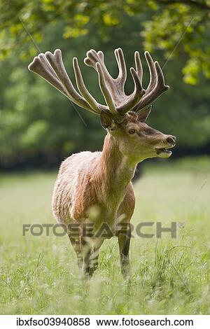 "Red Deer (Cervus elaphus) with velvet antler, captive, Bavaria, Germany, Europe" View Large Photo Image Stock Photo - "Red Deer (Cervus elaphus) with velvet antler, captive, Bavaria, Germany, Europe". Fotosearch