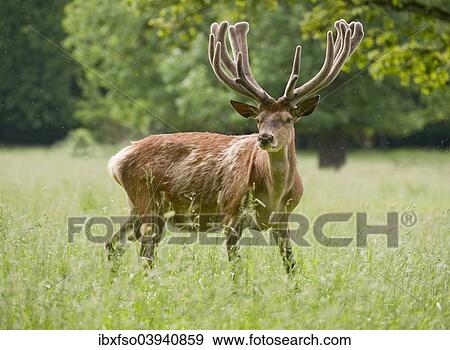 "Red Deer (Cervus elaphus) with velvet antler, captive, Bavaria, Germany, Europe" View Large Photo Image Stock Photo - "Red Deer (Cervus elaphus) with velvet antler, captive, Bavaria, Germany, Europe". Fotosearch