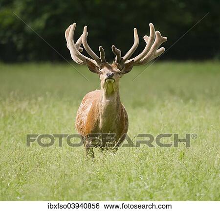 "Red Deer (Cervus elaphus) with velvet antlers, captive, Bavaria, Germany, Europe" View Large Photo Image Stock Photograph - "Red Deer (Cervus elaphus) with velvet antlers, captive, Bavaria, Germany, Europe". Fotosearch