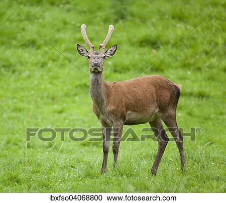 "Red Deer (Cervus elaphus), young stag with velvet antlers, captive, Bavaria, Germany, Europe" View Large Photo Image Stock Image - "Red Deer (Cervus elaphus), young stag with velvet antlers, captive, Bavaria, Germany, Europe". Fotosearch
