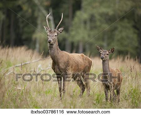 "Red Deer (Cervus elaphus), young stag and calf, captive, Saxony, Germany, Europe" View Large Photo Image Stock Photograph - "Red Deer (Cervus elaphus), young stag and calf, captive, Saxony, Germany, Europe". Fotosearch