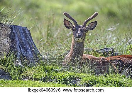 "Red Deer (Cervus elaphus), young stag, captive, Bavarian Forest National Park, Lower Bavaria, Bavaria, Germany, Europe" View Large Photo Image Stock Photograph - "Red Deer (Cervus elaphus), young stag, captive, Bavarian Forest National Park, Lower Bavaria, Bavaria, Germany, Europe". Fotosearch