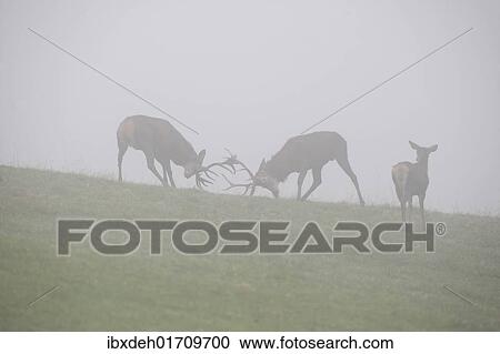 "Red deer (Cervus elaphus), young stags playfully fighting in fog during rutting season" View Large Photo Image Stock Image - "Red deer (Cervus elaphus), young stags playfully fighting in fog during rutting season". Fotosearch
