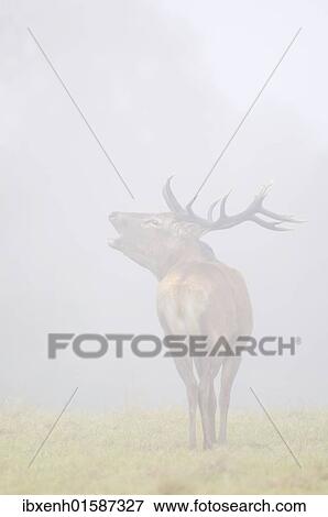 Stock Photo - "Red deer (Cervus elephas) in the fog, rutting season". Fotosearch