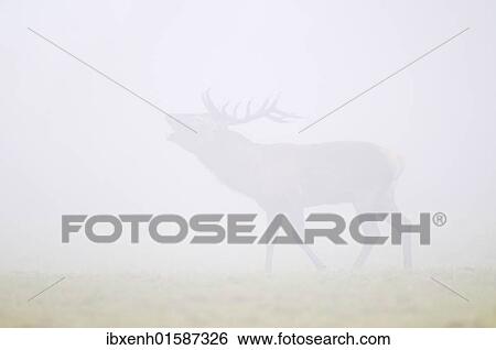 "Red deer (Cervus elephas) in the fog, rutting season" View Large Photo Image Stock Photograph - "Red deer (Cervus elephas) in the fog, rutting season". Fotosearch