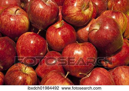 Red Delicious apples View Large Photo Image Stock Image - Red Delicious apples. Fotosearch