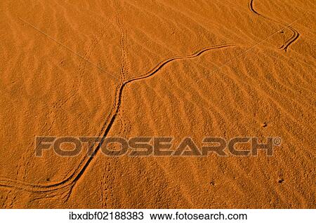 Stock Image - "Red dunes, Kgalagadi Transfrontier Park, Kalahari Desert, Northern Cape, South Africa, Africa". Fotosearch