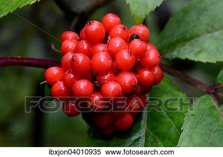 "Red Elderberry (Sambucus racemosa), Sweden, Europe" View Large Photo Image Stock Photography - "Red Elderberry (Sambucus racemosa), Sweden, Europe". Fotosearch