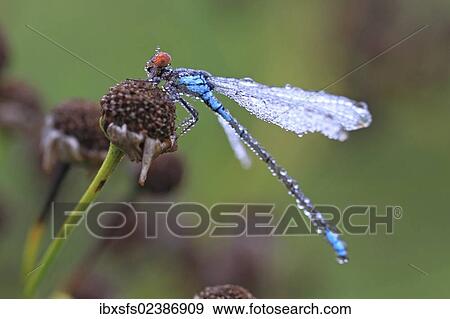 "Red-eyed Damselfly (Erythromma najas), wet with pearls of dew" View Large Photo Image Stock Photo - "Red-eyed Damselfly (Erythromma najas), wet with pearls of dew". Fotosearch