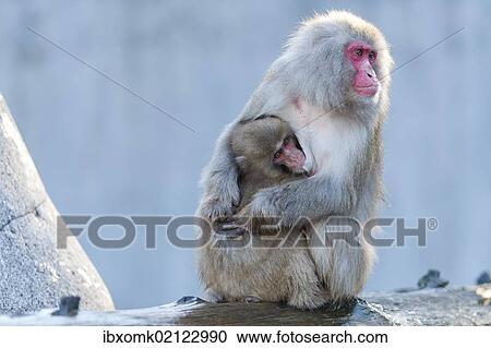 "Red-faced Macaque (Macaca fuscata) with young, captive" View Large Photo Image Stock Image - "Red-faced Macaque (Macaca fuscata) with young, captive". Fotosearch