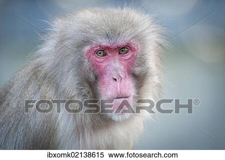 "Red-faced Macaque (Macaca fuscata), portrait, captive" View Large Photo Image Stock Photography - "Red-faced Macaque (Macaca fuscata), portrait, captive". Fotosearch