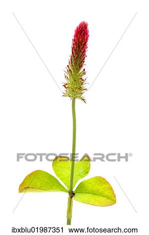 Red Feather Clover (Trifolium rubens) View Large Photo Image Stock Image - Red Feather Clover (Trifolium rubens). Fotosearch