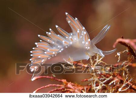 "Red-finger Aeolis (Flabellina verrucosa), Sea of Japan, Primorsky Krai, Russia, Europe" View Large Photo Image Picture - "Red-finger Aeolis (Flabellina verrucosa), Sea of Japan, Primorsky Krai, Russia, Europe". Fotosearch