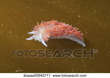"Red-finger Aeolis (Flabellina verrucosa), Sea of Japan, Russia, Europe" View Large Photo Image Stock Image - "Red-finger Aeolis (Flabellina verrucosa), Sea of Japan, Russia, Europe". Fotosearch