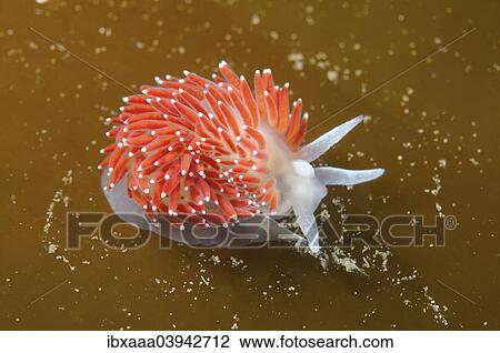 "Red-finger Aeolis (Flabellina verrucosa), Sea of Japan, Primorsky Krai, Russia, Europe" View Large Photo Image Stock Image - "Red-finger Aeolis (Flabellina verrucosa), Sea of Japan, Primorsky Krai, Russia, Europe". Fotosearch