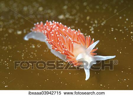 "Red-finger Aeolis (Flabellina verrucosa), Sea of Japan, Russia, Europe" View Large Photo Image Stock Photography - "Red-finger Aeolis (Flabellina verrucosa), Sea of Japan, Russia, Europe". Fotosearch
