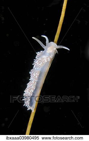 "Red-finger Aeolis (Flabellina verrucosa), White Sea, Russia, Europe" View Large Photo Image Stock Photography - "Red-finger Aeolis (Flabellina verrucosa), White Sea, Russia, Europe". Fotosearch