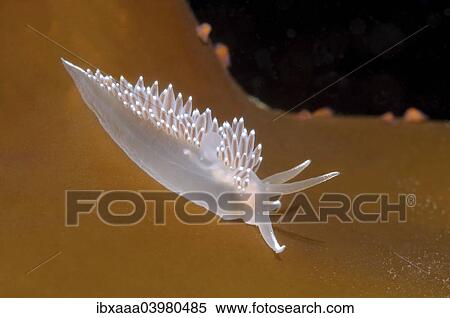 "Red-finger Nudibranch (Flabellina verrucosa), White Sea, Karelia, Arctic, Russia, Europe" View Large Photo Image Stock Photography - "Red-finger Nudibranch (Flabellina verrucosa), White Sea, Karelia, Arctic, Russia, Europe". Fotosearch