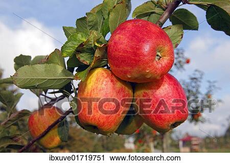 Stock Image - "Red """"Finkenwerder Herbstprinz"""" Apples (Malus domestica) growing on an apple tree, fruit-growing region Altes Land, Lower Saxony, Hamburg, Germany, Europe". Fotosearch