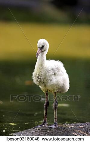 "Red Flamingo or Cuban Flamingo (Phoenicopterus ruber ruber), chick, native to South America, captive, Heidelberg, Baden-Wurttemberg, Germany, Europe" View Large Photo Image Stock Photo - "Red Flamingo or Cuban Flamingo (Phoenicopterus ruber ruber), chick, native to South America, captive, Heidelberg, Baden-Wurttemberg, Germany, Europe". Fotosearch