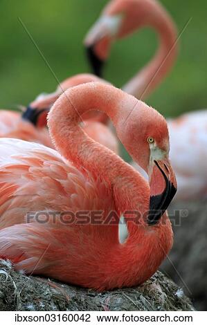 "Red Flamingoes or Cuban Flamingoes (Phoenicopterus ruber ruber), adult, brooding, on nests, native to South America, captive, Heidelberg, Baden-Wurttemberg, Germany, Europe" View Large Photo Image Stock Image - "Red Flamingoes or Cuban Flamingoes (Phoenicopterus ruber ruber), adult, brooding, on nests, native to South America, captive, Heidelberg, Baden-Wurttemberg, Germany, Europe". Fotosearch