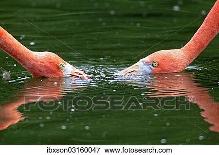 "Red Flamingoes or Cuban Flamingoes (Phoenicopterus ruber ruber), pair with their heads in the water, native to South America, captive, Heidelberg, Baden-Wurttemberg, Germany, Europe" View Large Photo Image Stock Photo - "Red Flamingoes or Cuban Flamingoes (Phoenicopterus ruber ruber), pair with their heads in the water, native to South America, captive, Heidelberg, Baden-Wurttemberg, Germany, Europe". Fotosearch