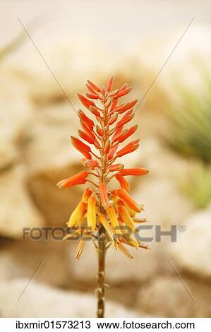 Red flower of an Aloe View Large Photo Image Stock Image - Red flower of an Aloe. Fotosearch