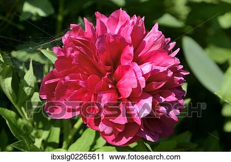 "Red flower, peony (Paeonia officinalis hybrid)" View Large Photo Image Stock Image - "Red flower, peony (Paeonia officinalis hybrid)". Fotosearch