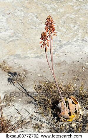 "Red flowers (Aloe isaloensis), Isalo National Park, at Ranohira, Madagascar, Africa" View Large Photo Image Stock Image - "Red flowers (Aloe isaloensis), Isalo National Park, at Ranohira, Madagascar, Africa". Fotosearch